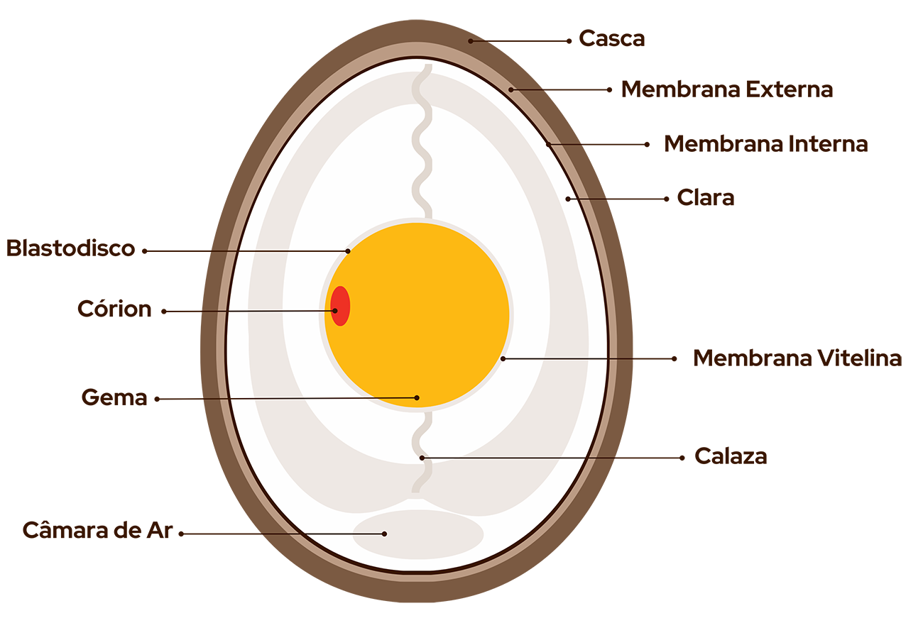 Anatomia de um ovo