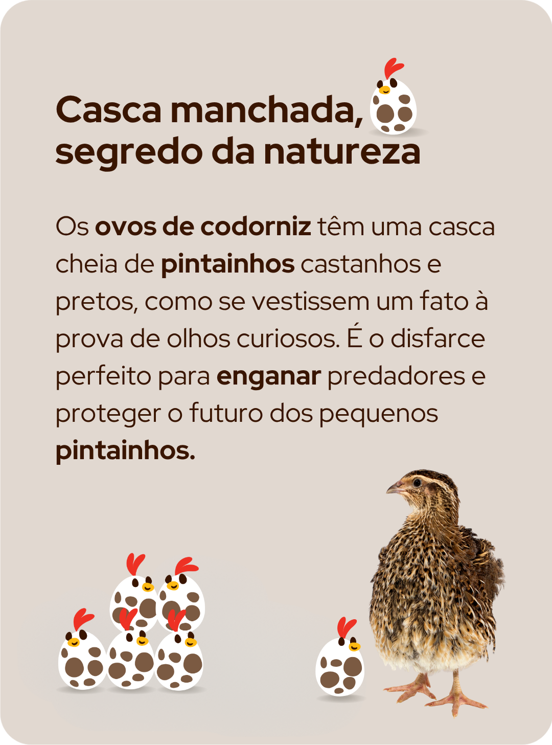 Informação sobre ovos 2